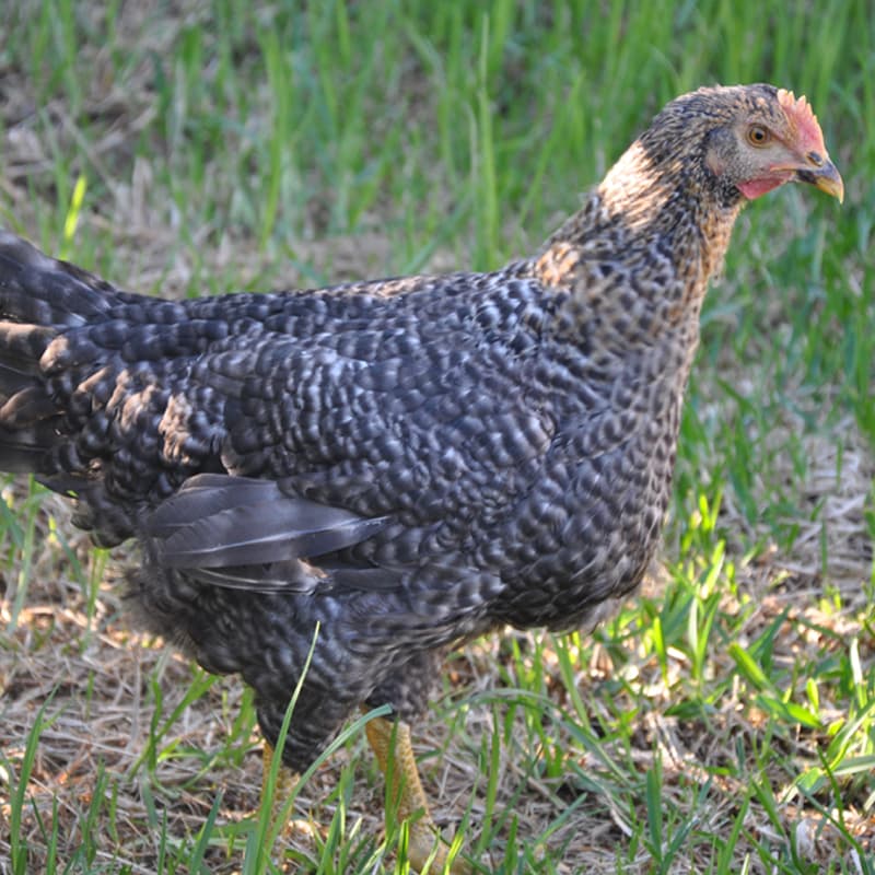 Gallina Franciscana