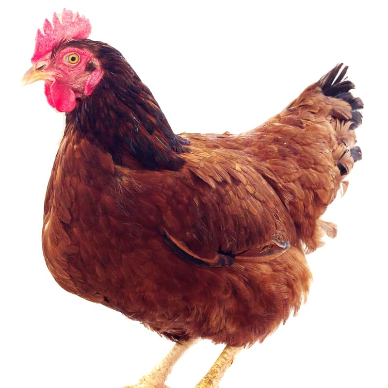 Gallina Roja