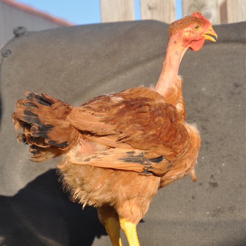 Pollo de cuello pelado