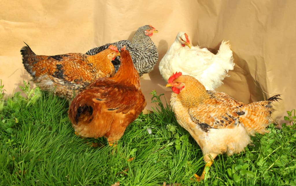 Gran variedad de gallinas y pollos en Galicia